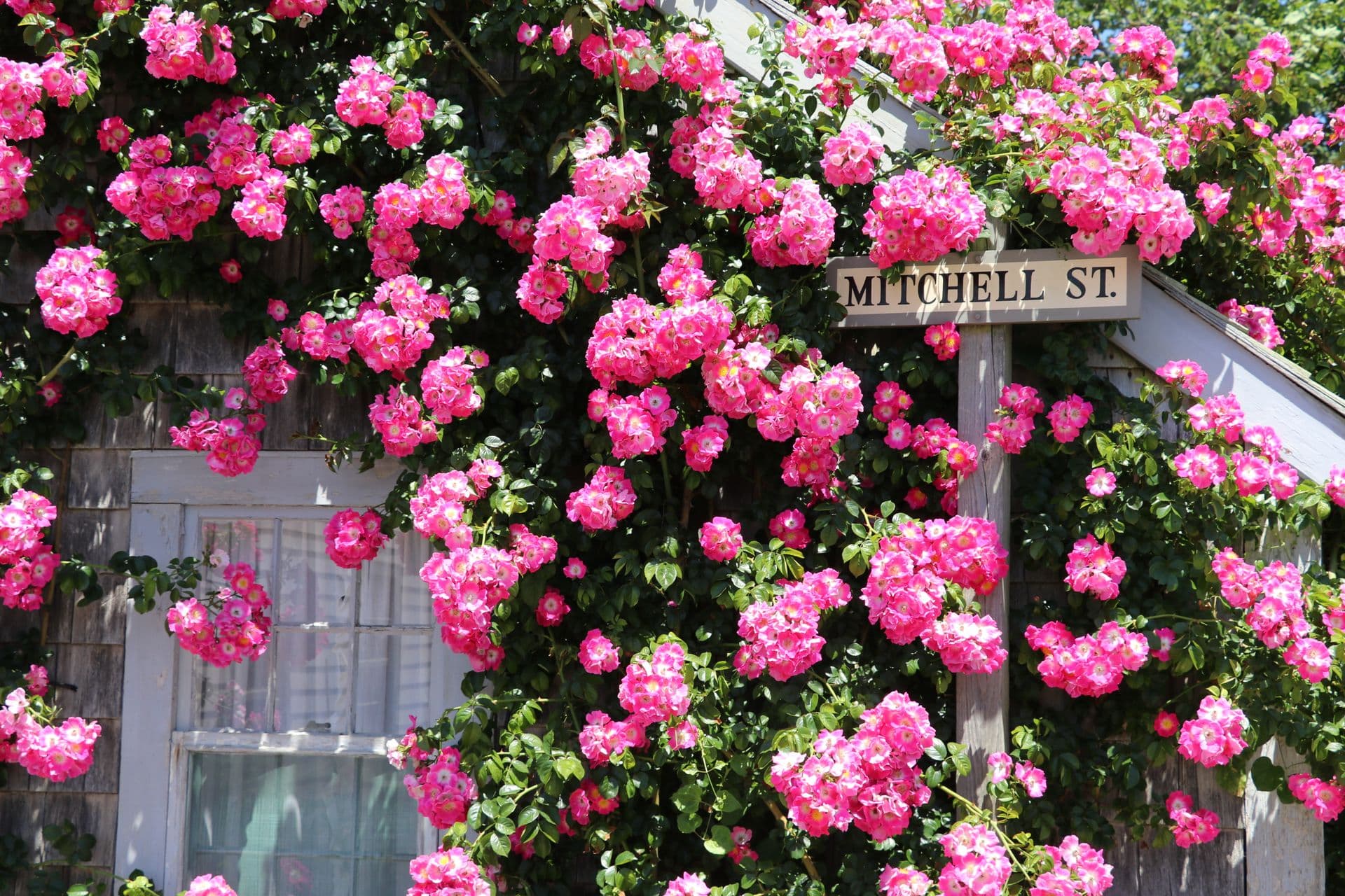 Pink climbing roses on a shingled house at Mitchell Street