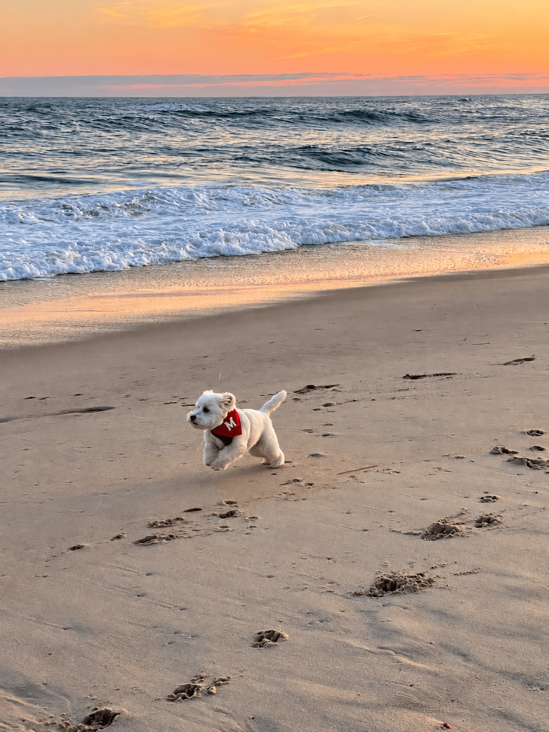 A small white dog running on Surfside Beach at sunset